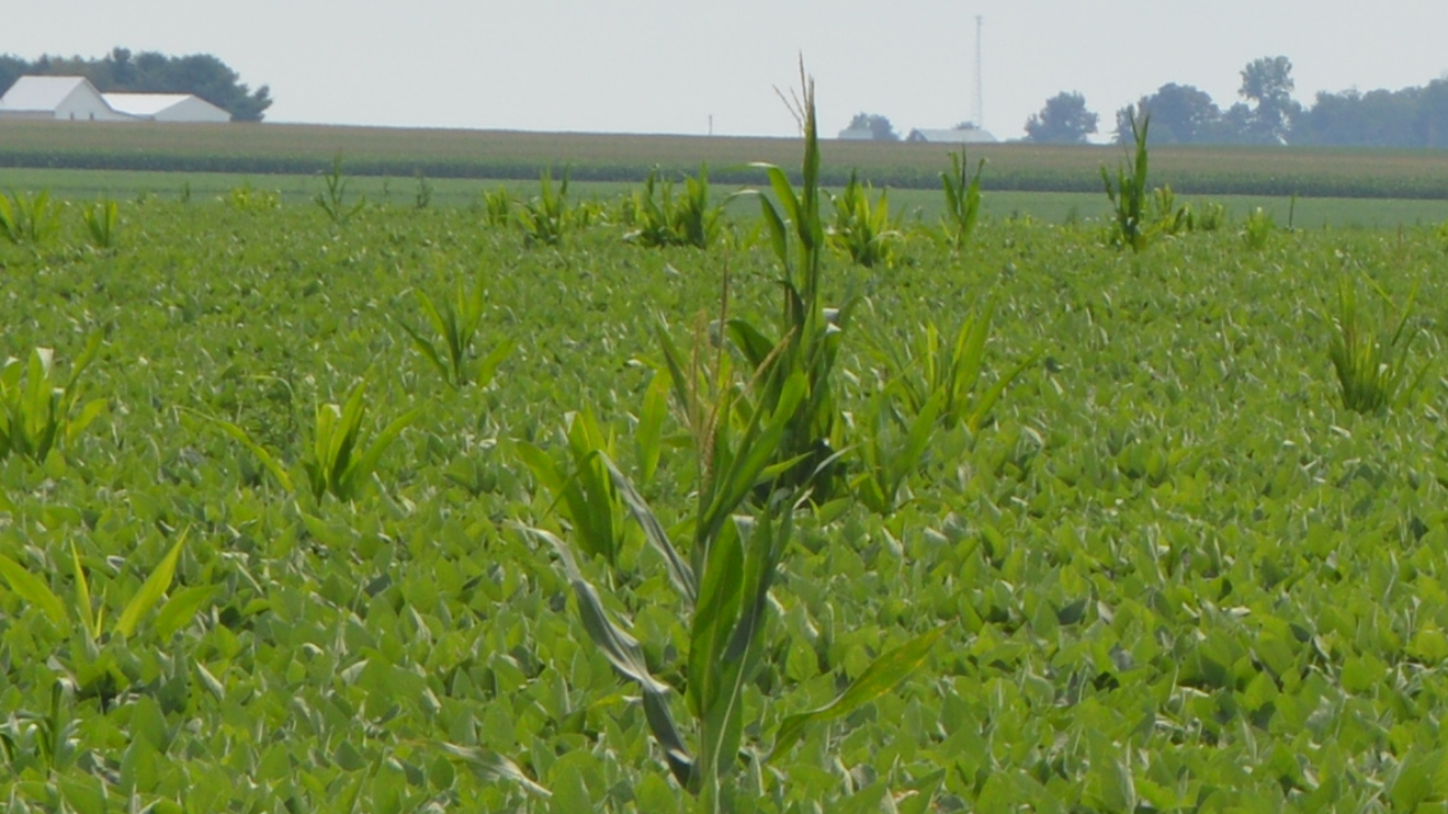 Imagem ilustrativa sobre soybean field