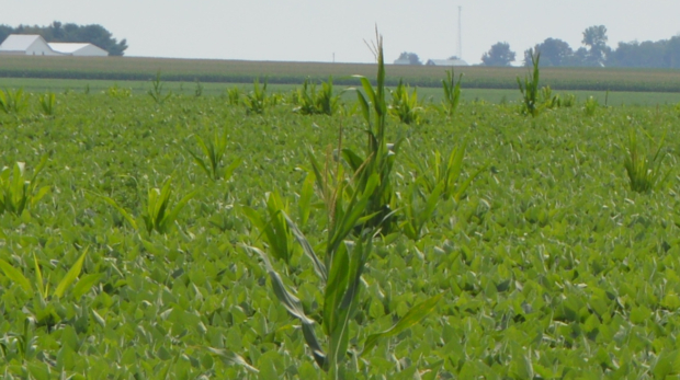 Imagem ilustrativa sobre soybean field