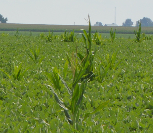 Imagem ilustrativa sobre soybean field