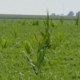 Imagem ilustrativa sobre soybean field