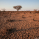 crise-climatica-seca-nordeste-brasil.jpg