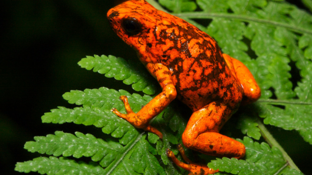 Imagem ilustrativa sobre Amazon rainforest biodiversity