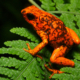 Imagem ilustrativa sobre Amazon rainforest biodiversity
